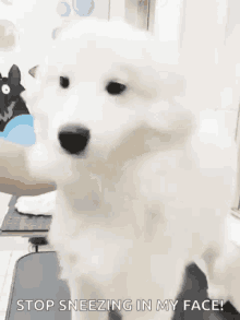 Sneeze Great Pyrenees GIF - Sneeze Great Pyrenees GIFs