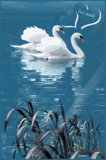 Couples Swans GIF - Couples Swans Reflection GIFs