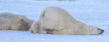 J'Ai La Flemme GIF - Polar Bear Crawling Bear Getting Out Of Bed Be Like GIFs