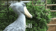 Shoebill Bird GIF - Shoebill Bird Stork GIFs