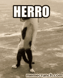 Herro GIF - Cat Herro Wacky GIFs