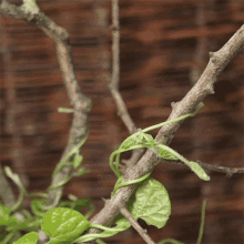 Growing Vines Veritasium GIF - Growing Vines Veritasium Growing Plants GIFs