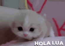 Lua Hola Lua GIF - Lua Hola Lua Kitty Lua GIFs
