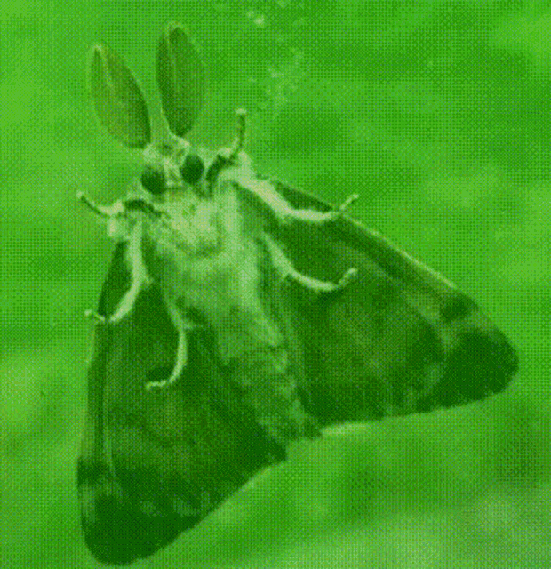 Disco Moth GIF - Disco Moth Moff GIFs