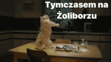 kaczynski zoliboz