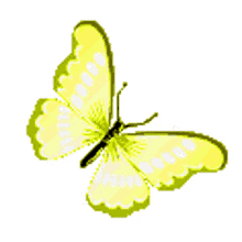yellow borboletas