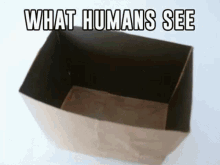 Cat Vision Box GIF - Cat Vision Box Bag GIFs