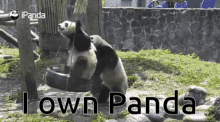 Panda Pandas Owner GIF - Panda Pandas Owner GIFs