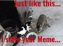 Raccoon Steals Stole Meme GIF - Raccoon Steals Stole Meme GIFs