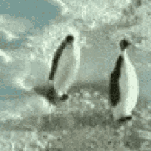 Bruh Die Penguin GIF - Bruh Die Penguin Push GIFs