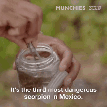 Its The Third Most Dangerous Scorpion In Mexico Its Very Dangerous GIF - Its The Third Most Dangerous Scorpion In Mexico Its Very Dangerous One Of The Top Most Dangerous Scorpions In Mexico GIFs