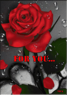 Roses For You Red Roses GIF - Roses For You Red Roses Petals GIFs