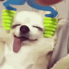 Derp Dog GIF - Derp Dog Massage GIFs