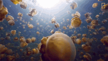 Jellyfish National Geographic GIF - Jellyfish National Geographic Blooms GIFs