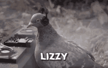 Lizzy The GIF - Lizzy The Pigeon GIFs