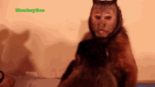 Bleh Capuchin Monkey GIF - Bleh Capuchin Monkey Monkeyboo GIFs