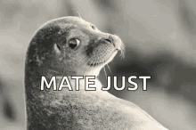 Seal Just Deal With It GIF - Seal Just Deal With It Cool GIFs