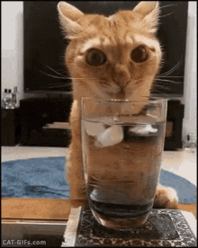 Funny Animals Thirsty GIF - Funny Animals Thirsty Kitten GIFs