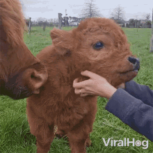 petting cow