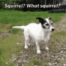 squirrel lucky