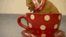 Cat Cup GIF - Cat Cup GIFs