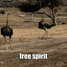 Freedom Ostrich GIF - Freedom Ostrich Free Spirit GIFs