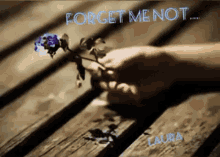 forget me mot laurasthings flower nu m%C4%83uita forget me mot laurasthings flower nu m%C4%83uita