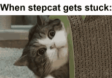 Step Cat GIF - Step Cat Gets GIFs