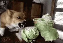Dog Hates Lettuce Dog Destoys Lettuce GIF - Dog Hates Lettuce Dog Destoys Lettuce Gnashing Teeth GIFs