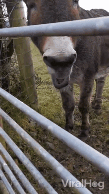 Donkey Opens Mouth Viralhog GIF - Donkey Opens Mouth Viralhog Donkey Yawns GIFs