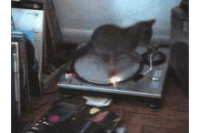 Cat Beastie Boys GIF - Cat Beastie Boys Turntable GIFs