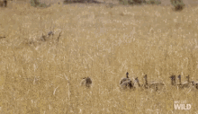 Surprise Bird Hunting GIF - Leopard Bird Hunting National Geographic GIFs