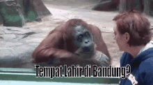 Monyet Pendiam GIF - Monyet Orangutan Diam GIFs