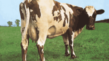Cow Cowbell GIF - Cow Cowbell Mucca GIFs