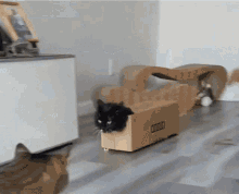 Cat In A Box Cat Box GIF - Cat In A Box Cat Box GIFs