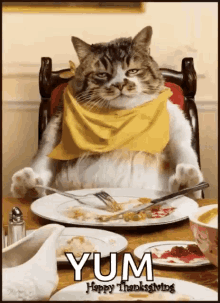 Thanksgiving Cat GIF - Thanksgiving Cat Thanksgiving Dinner GIFs