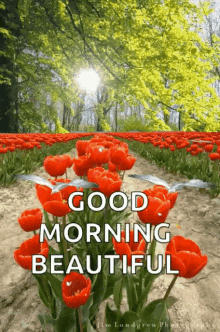 Good Morning Beautiful Flowers GIF - Good Morning Beautiful Flowers Sparkles GIFs