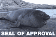 Seal Seal Of Approval GIF - Seal Seal Of Approval Approval GIFs