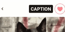 Tonight Caption GIF - Tonight Caption Cat GIFs