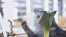 Cat Wiping Wiping Window GIF - Cat Wiping Wiping Window Cat Leek GIFs