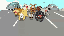 perros clarence ladrar correr manada perros clarence ladrar correr manada