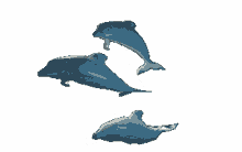 dolphins blue