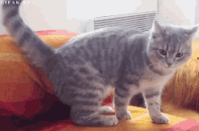 Croqueta GIF - Cat Roll Fall GIFs