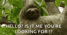 Sloth Scratching GIF - Sloth Scratching Smile GIFs