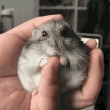 Shummer Hamster GIF - Shummer Hamster GIFs
