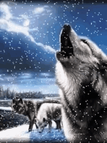 wolf howl winter wolf howl winter