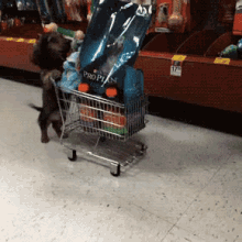 Lil Pup Doin Grown Work GIF - Puppy Dog Dogs GIFs