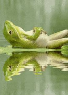 Frog Chill GIF - Frog Chill GIFs