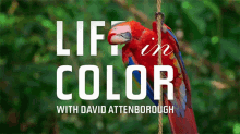 Parrots Life In Color With David Attenborough GIF - Parrots Life In Color With David Attenborough Hanging GIFs