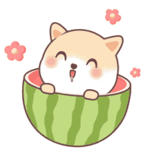 eat delicious cute cat cat in a watermelon watermelon